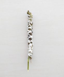 Incenso natural de alecrim com hortelã